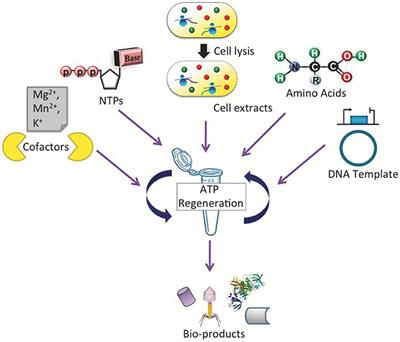 Exploring the Potential of Cell-Free Protein Synthesis for Extending the Abilities of Biological Systems